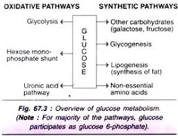 Metabolism Of Carbohydrates 10 Cycles With Diagram