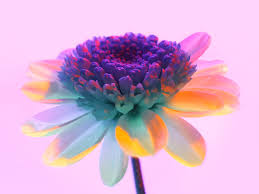 See more ideas about flower aesthetic, aesthetic, planting flowers. Huawei P30 Pro Usual Macro Photography Vaporwave Aesthetic Flower 04 Campfire