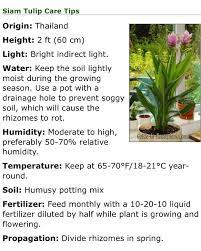 Curcuma Siam Siam Tulip Care Tips As A House Plant Guide To Houseplants Com Tulip Care Plants Foliage Plants