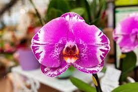Blooming Pink Orchid Flower Photo Photo By Antoniogravante On Envato Elements Pink Orchids Orchid Flower Orchid Photography