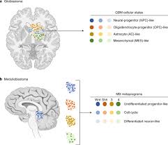 There are many different types of brain tumors including meningiomas, gliomas, and others which can become cancerous, as is the case with neuroblastoma as well as other brain cancers. Deciphering Brain Tumor Heterogeneity One Cell At A Time Nature Medicine