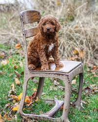 Look Who Is 6 Weeks Old Today Miniirishdoodle Dogsofinstagram Puppiesofinstagram Puppytales Doodletales Rowandoodles To Irish Doodle Dog Photos Doodles