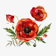 Watercolor Flowers Watercolor Clipart Red Png Transparent Clipart Image And Psd File For Free Download Amapolas Amapolas Rojas Tatuaje De Amapola Roja