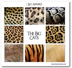 Pin On Animals