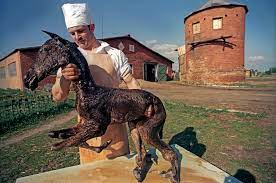 The mutations from the chernobyl accident in animals and humans have been investigated since the event occurred in 1986. What We Know About The Chernobyl Animal Mutations
