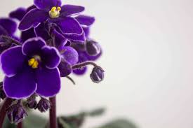 We did not find results for: African Violet Plant Care Growing Guide