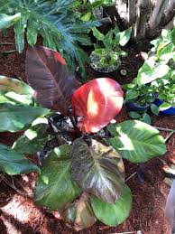 Free shipping on qualified orders. Philodendron W New Red Leaf Tropical Looking Plants Other Than Palms Palmtalk