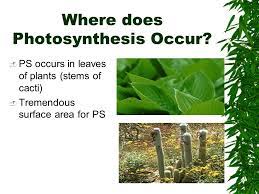 The great majority of cacti have no visible leaves; Photosynthesis Ppt Download