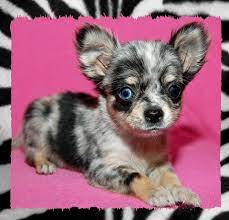 Pin By Georgia Morrow On Because Chi Is Cute Cute Animals Baby Animals Cute Dogs