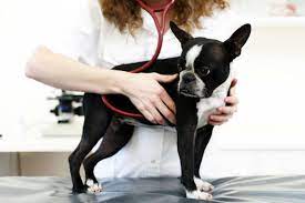 Heart Murmur In Dogs American Kennel Club