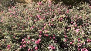 Image result for Grevillea