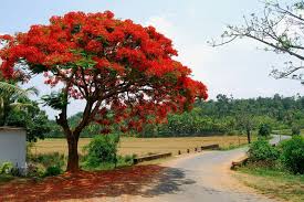 We did not find results for: Delonix Regia Gulmohar Tree Coorg South India Also Known As Flamboyan We Have These Trees In My H Landscaping Water Feature Flowering Trees Delonix Regia