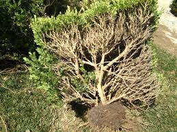 But it is not how bonsai is done. Healthier Trimming By Hedge Cutting The Bonsai Dilettante