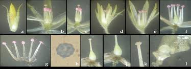 Image result for Centemopsis longipedunculata