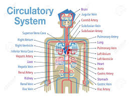 With this tool you can calculate the intersection(s) of list of elements. Simple Illustration Of The Circulatory System With The Names Royalty Free Cliparts Vectors And Stock Illustration Image 132895827