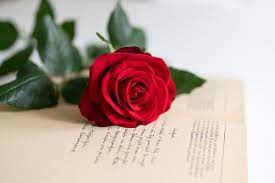 Apply dormant sprays only when the temperature is above freezing and before buds show green borers that attack apple and pear trees will be controlled by the following spray schedule if the trunk. New Red Rose Cuts Down On Light And Crop Protection