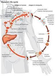 Results For Malaria Perawat Kesehatan