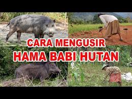 Trik mengusir monyet yang merusak tanaman cara mudah mengusir babi hutan dan monyet cara mengusir hama babi di lahan kita/tanaman kita, menggunakan pengharum pakaian(downy). Alat Elektronik Pengusir Babi Hutan Blender Kita