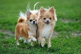 Chihuahua information including personality, history, grooming, pictures, videos, and the akc breed standard. Chihuahua Charakter Haltung Training Pflege Zooplus