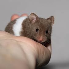 Baby Black And White Syrian Hamster Baby Syrian Hamster Chocolate Banded Syrian Hamster Bear Hamster Hamster