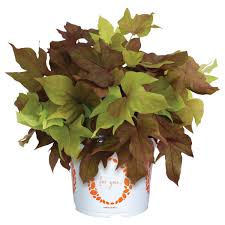 Image result for Ipomoea batatas pots