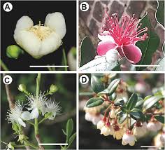 Image result for Myrtaceae