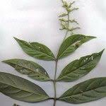 Image result for Bertiera