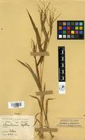 Image result for Urochloa deflexa