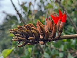 Image result for Erythrina afra