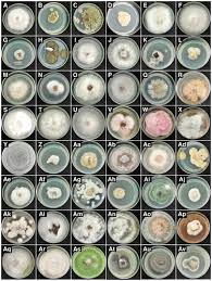 Image result for Heteromorpha sp. agg.