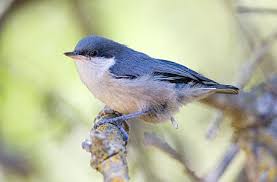 Image result for Pavetta pygmaea