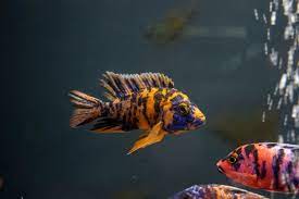The best types of meat to feed your peacock. Peacock Cichlid Care Guide Tank Mates Breeding Eggs