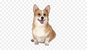 Check spelling or type a new query. Cute Corgi Dog Png Photos Wholesome Good Job Memes Transparent Png Vhv