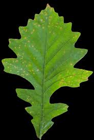 Image result for white oak leaf