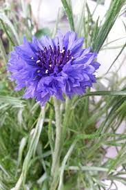 Kornblume Flowers Plants Cornflower