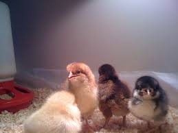 Baby bath — understand the basics, from testing water temperature to holding your newborn securely. How To Care For Chicks As Pets 6 Steps Instructables