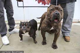 Crump's bullies can ship our top quality tri, blue, champagne, and lilac xl american pit bull puppies to cities in canada such as kitchener, ontario, winnipeg, manitoba, hamilton, ontario, quebec city, quebec, ottawa, ontario, edmonton, alberta, calgary, alberta, vancouver, british columbia, montreal, quebec and toronto, ontario, ca. 9 Things You Should Know About The American Bully Animalso