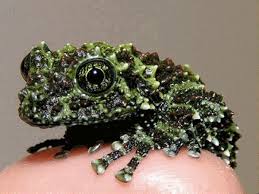 Vietnamese Mossy Frog Theloderma Corticale So Called Because Its Skin Resembles Moss Growing On Rock This Tiny Sp Frog Frog Species Reptiles And Amphibians