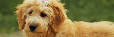 It will require regular brushing to keep it free from tangling. How Do You Trim The Fur Of A Goldendoodle Goldendoodles