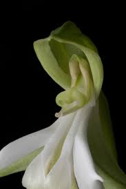 Image result for Bonatea antennifera