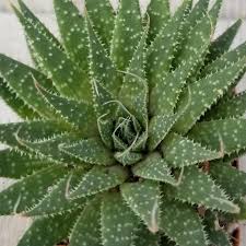 Image result for Aloe carnea
