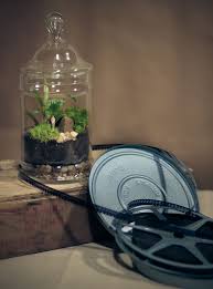 8oaksterrariums Terrarium Nerve Plant Plants