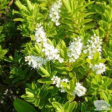Image result for shrubby veronica hebe