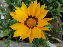 Image result for foto Gazánie