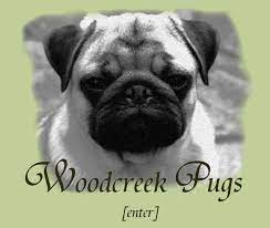 Woodcreek Pugs Wa Pug Puppies Pet Daycare Pugs For Sale