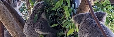 Fart Buffalo (@immaculatepizza.bsky.social) — Bluesky