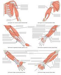Most of these concerns are over safety regulations. Anatomy And Physiology Lab I On Openalg
