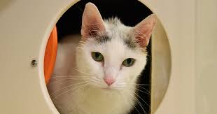 Medical, dental, vision, basic and supplemental life insurance, short and long term disability, child care reimbursement, pet sitting reimbursement, flexible spending account, health savings account, pto, paid holidays, employee assistance. Atlanta Aspca
