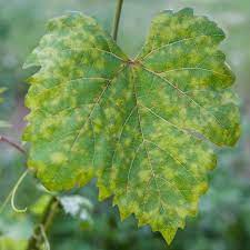 The various strains of powdery mildew all have similar characteristics, including producing patches of white to gray, powdery growth. Downy Mildew Symptoms Treatment And Control Planet Natural