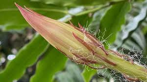 Monday night and completed it timelapse of rare amazonian moonflower cactus blooming. Cambridge Moonflower Team Overwhelmed By Global Response Bbc News